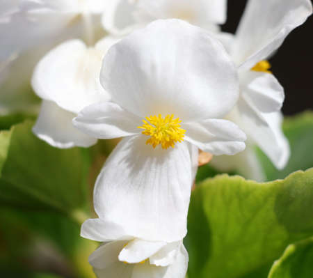 macro of white flower of Begonia in springの写真素材