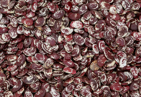 background of dark dried beans of a rare species called in Italy Pope beans or Fagioli del Papa in Italian languageの写真素材