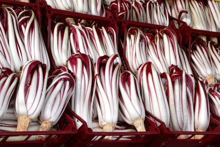 crates with fresh red lettuce called Radicchio Tardivo a typical vegetable from Northern Italy that...