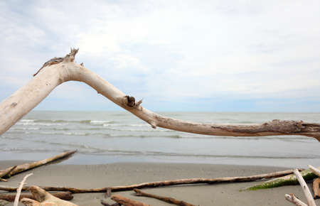 dried smoothed branch of tree and sea on backgroundの写真素材