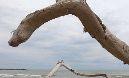dried smoothed branch of tree and sea on backgroundの写真素材