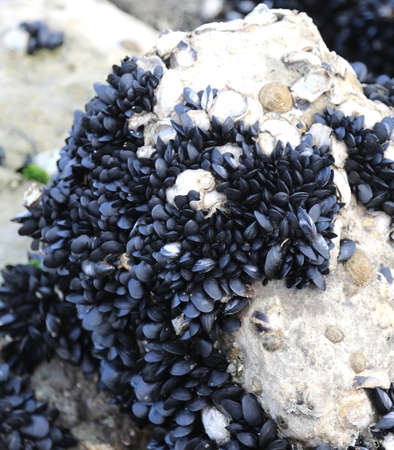 many black mussels on the rocks by the seaの写真素材
