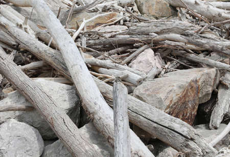 background of many dry branches smoothed  by the waves of the sea and the water of the riverの写真素材