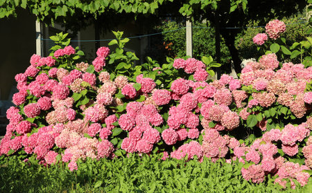 many blooming hydrangeas in the garden in spring