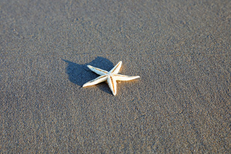 five pointed starfish on the sand of the beach near the ocean