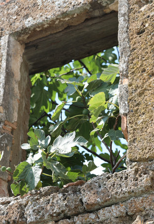 plant of figs on the window in summer