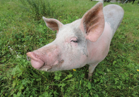 big pink and black pig with big ears rooting in the grass