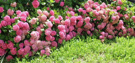 many blooming hydrangeas flowers in the garden in summer