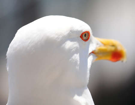 Big Head of a seagull with long yellow beakの写真素材