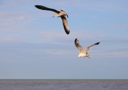 pair of male and female seagulls flying high in the blue sky and under there is the sea
