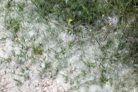 white pollen that looks like cotton balls dropped from Poplar trees in spring that can cause severe...