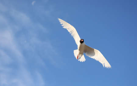 black-headed gull typical of the mediterranean sea flies high in the blue skyの写真素材