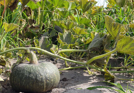 large green pumpkin in the cultivated field with the sandy soil which makes it very fertileの写真素材