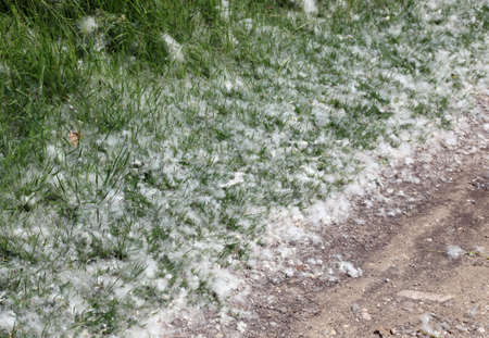 white pollen that look like cotton balls fallen from trees called Poplars that can cause severe allergies to susceptible individualsの写真素材
