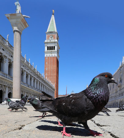 big black rock pigeon in Venice and the famouse bell tower of saint Markの写真素材