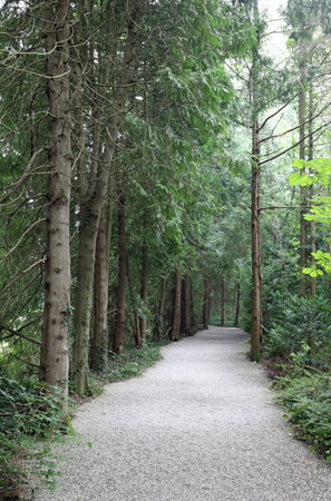 path without people in the middle of the forest with many trees in summer