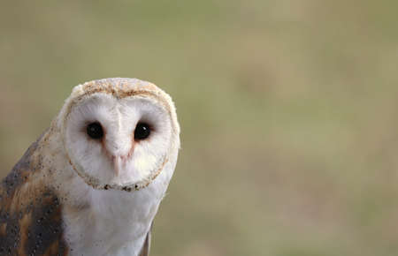 Foto del barn owl with huge black eyes - ID:175984729 - Imagen libre de ...