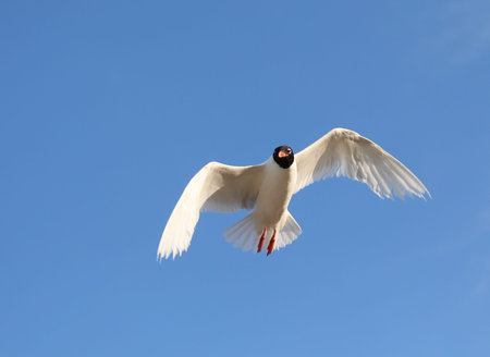white-headed gull flying in the blue sky with wide wingspan
