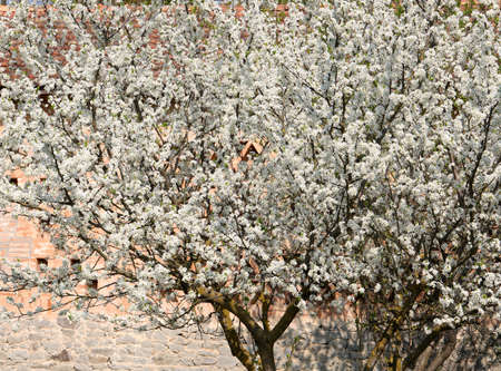 tree with many small white flowers in spring waiting for the fruit to ripenの写真素材