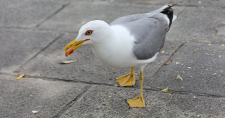 white seagull with yellow webbed paws in Venice