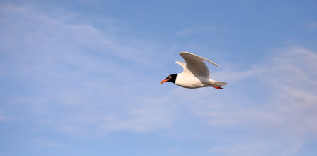 Black-headed gull flies on the blue skyの写真素材