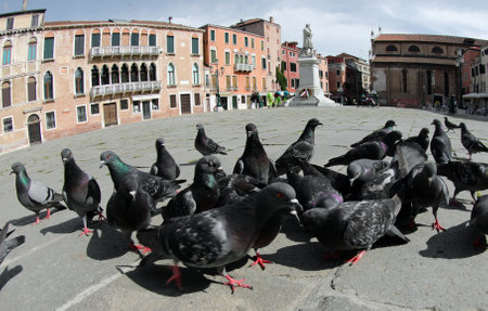 urban pigeons looking for crumbs to eat in the large square with very few people during the terrible lockdown in VENICE in Italy in Southern Europeの写真素材