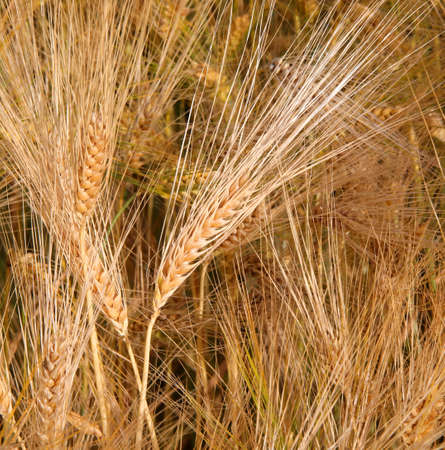 golden ears of wheat symbol of fertility in the field in summerの写真素材