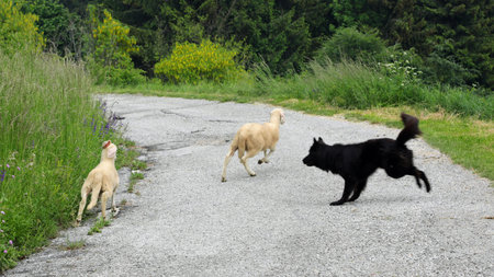 black dog running guarding two young sheep that they want to run away