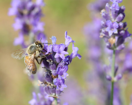 Bee while sucking nectar on the lavender flowers in springtime
