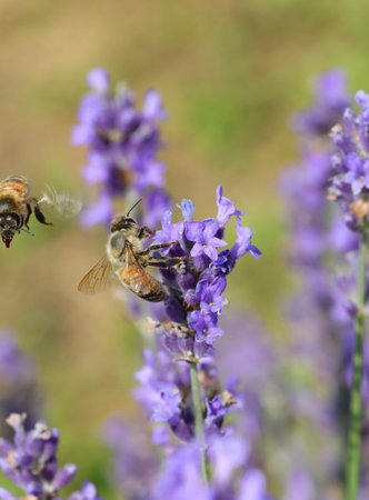 Bee while sucking nectar on the lavender flowers and another bee while flying