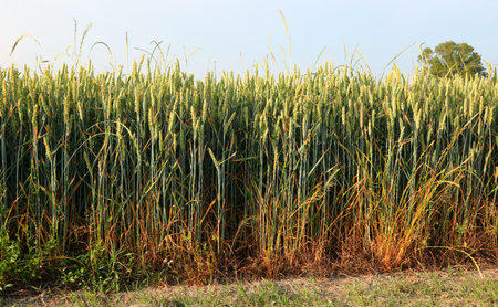 Green ears of unripe wheat ripening in the field in early summer