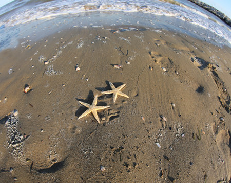 two starfish on the seashore in the beach photographed with fisheye lens