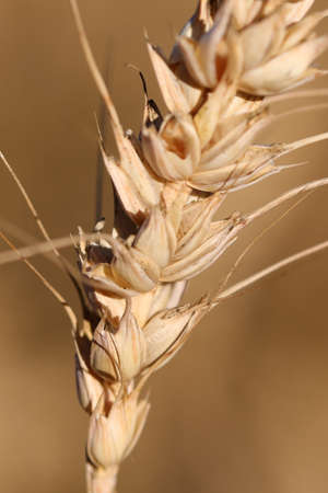 seeds of ripe wheat ear and intentionally blurred backgroundの写真素材