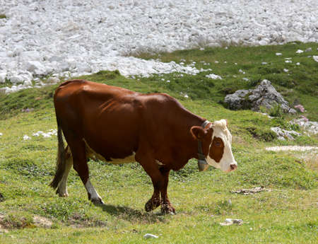 brown cow with white head Grazes the grass in the meadow while free grazing in the mountains in summerの写真素材