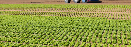 tufts of fresh lettuce grown in the field with organic techniques without the use of harmful...