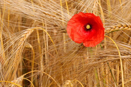 large red poppy flower amidst the ripe blond ears of wheat in summerの写真素材