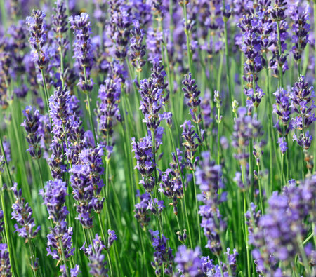 industrial cultivation with dense flowering bushes of fragrant lavender to obtain perfumes and essential oilsの写真素材