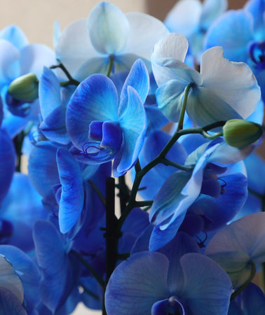 beautiful large orchid flowers with blue petalsの写真素材