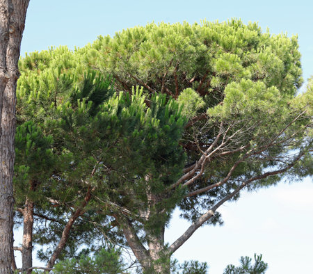 Maritime pine with thick green foliage in summer in the European public parkの写真素材