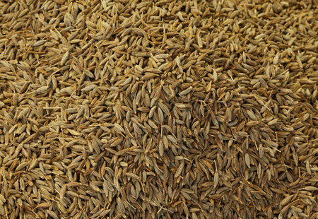 background of many of cumin seeds to flavor dishesの写真素材