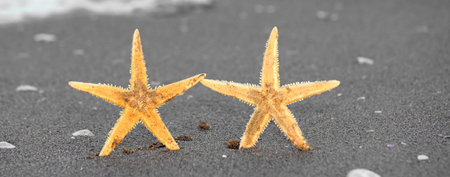 two starfish that seem to shake hands like two friends by the sea