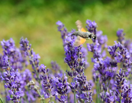 hummingbird hawk-moth insect that flies flapping its wings very quickly on the fragrant lavender flowersの写真素材