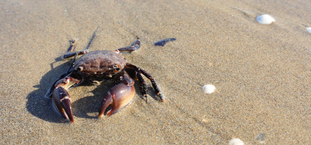 camouflaged crab with big claws in the sand of the beach