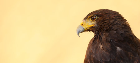 Mighty yellow hooked bill of BIRD Harris s buzzard with yellow blurred backgroundの写真素材