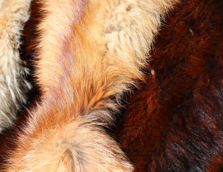 background of very expensive animal furs for sale in luxury fur shop