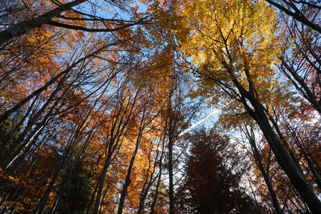 lovely forest of many trees with yellow and red autumn leaves seen from below in November