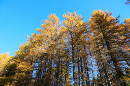 tall Larch type trees that turn yellow in autumn and the blue skyの写真素材