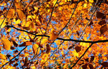 autumnal background with yellow and red like fiery and orange leaves on tree branches ready to fall