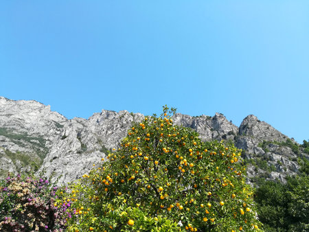 Lemon tree with ripe lemons ready to be harvested in Mediterranean country in autumnの写真素材