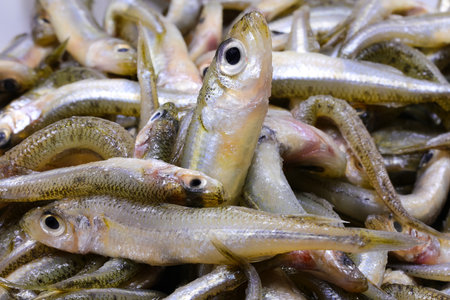 background of many caught fish called sand smelt of Atherinidae family are appreciated in the Mediterranean cuisinesの写真素材